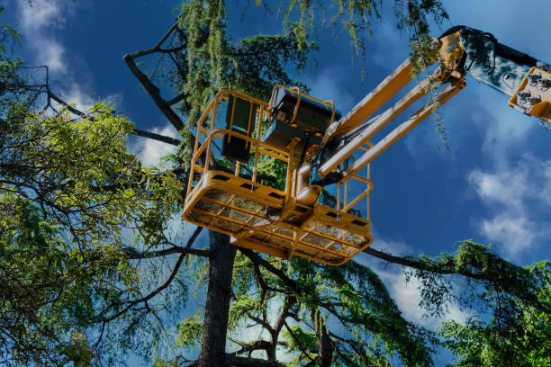 Best Tree Cutting Near Me  in Cowan, TN